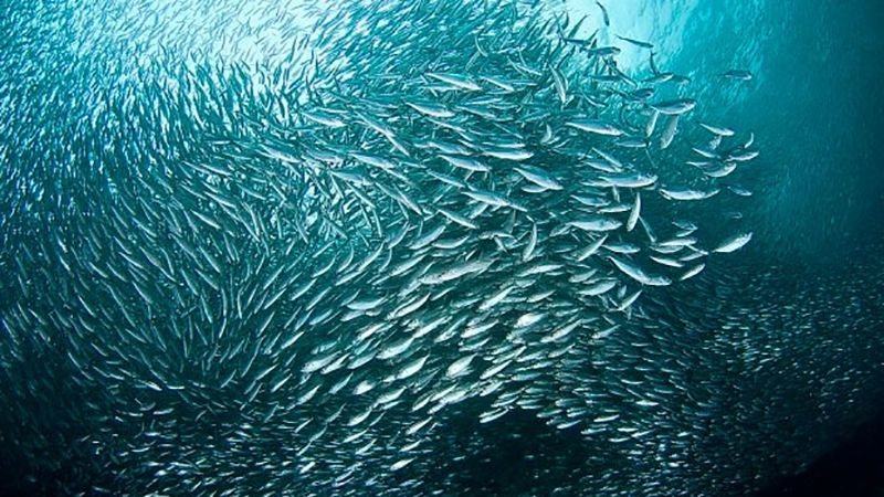 Тихий океан - фото 1