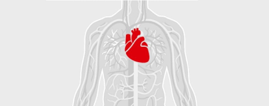 Серце пахне: науковці зробили несподіване відкриття