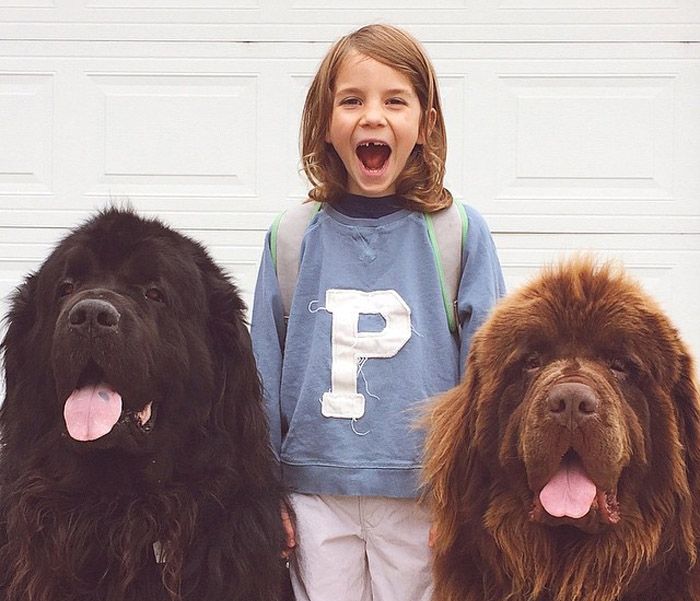 Мережу розчулила дружба хлопчика, двох собак і поні