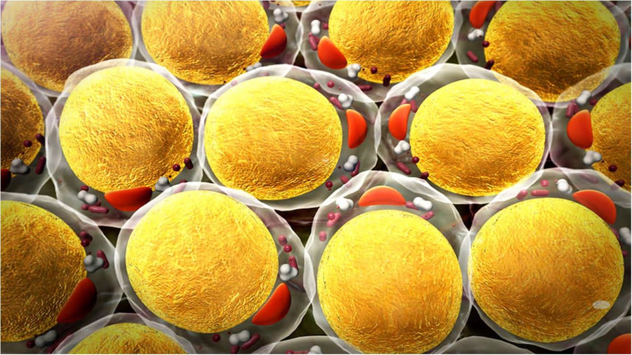 Вчені виявили "безсмертні" клітини в організмі людини