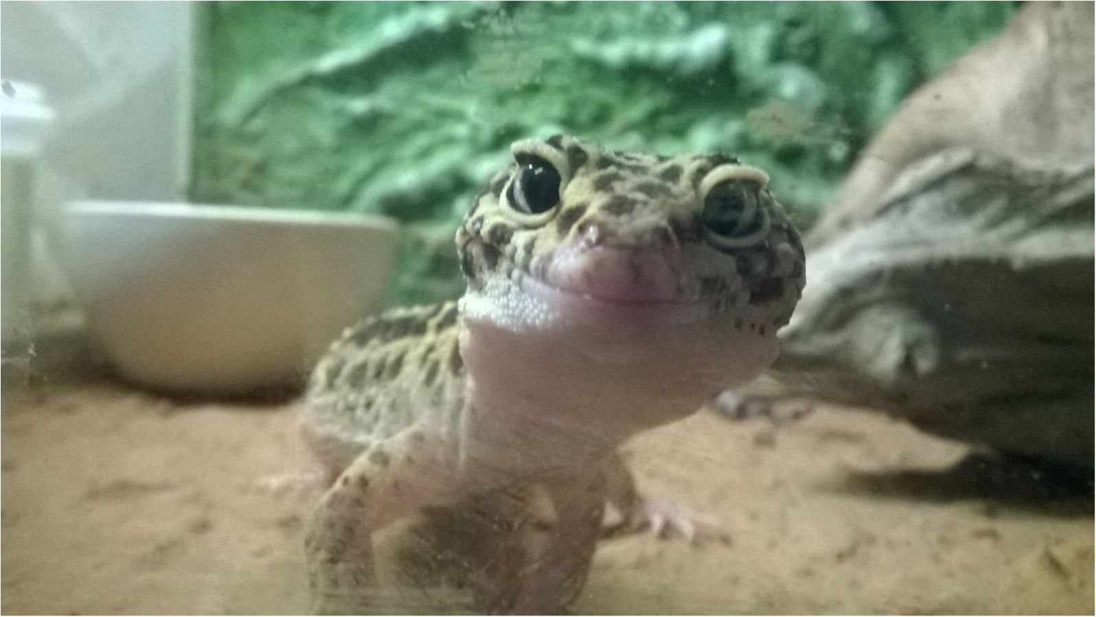 У мережі показали найпривітнішу ящірку в світі