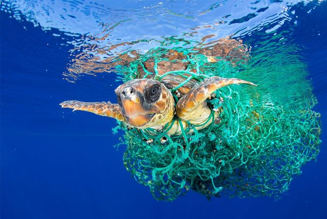 Люди і війни: переможці конкурсу фотожурналістики World Press Photo 2017 - фото 142341