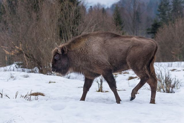 З'явилися вражаючі фото унікальної долини зубрів в Карпатах - фото 145203