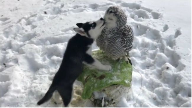 Такі різні: мережу зворушила історія кохання хаскі і сови