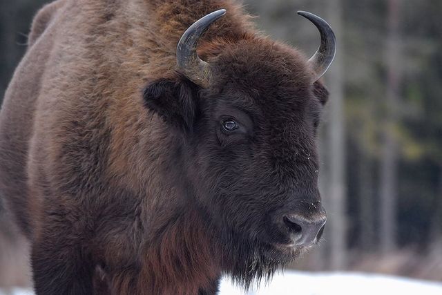 З'явилися вражаючі фото унікальної долини зубрів в Карпатах - фото 145216