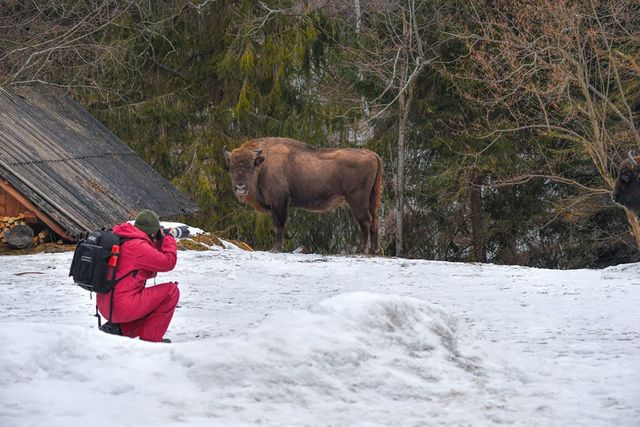 З'явилися вражаючі фото унікальної долини зубрів в Карпатах - фото 145212