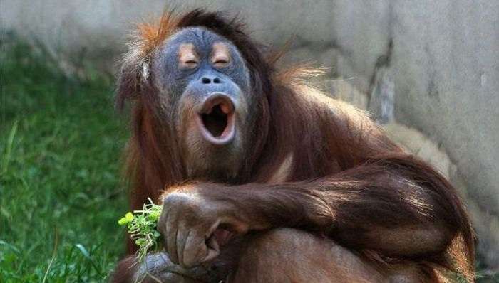 Як один з видів мавп вплинув на нашу мову