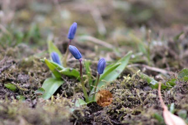 У Полтаві розцвіли проліски: фотофакт - фото 145629