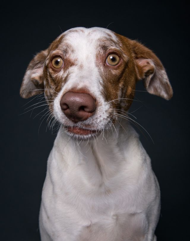 Про що думає ваш собака: кумедні фото - фото 142196