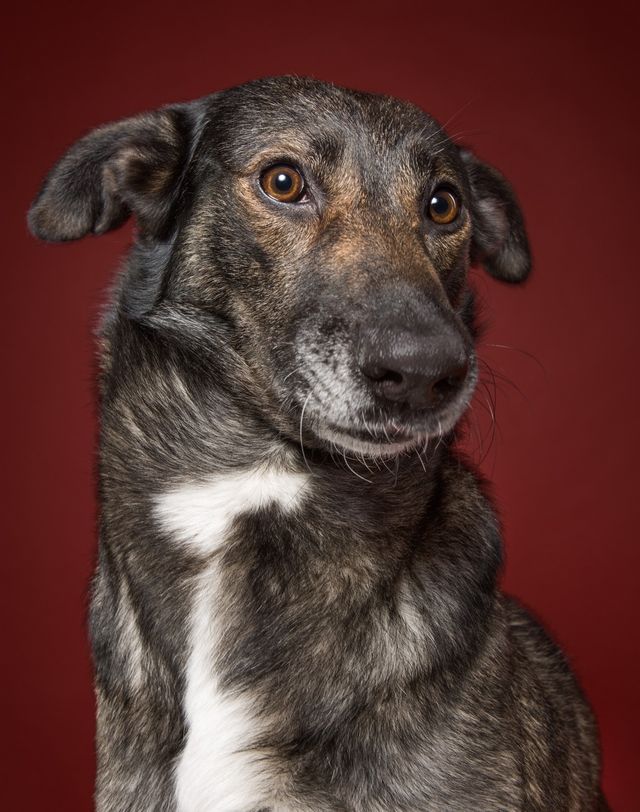 Про що думає ваш собака: кумедні фото - фото 142192