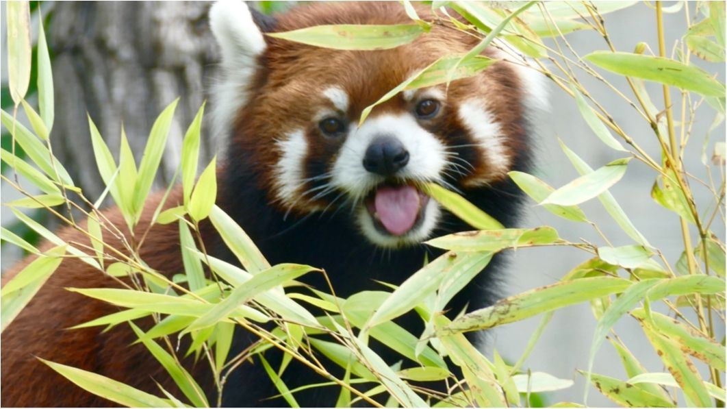 Сачі - фото 1