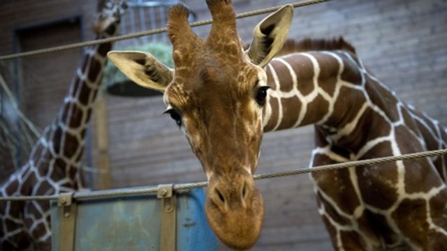 Померла найстаріша у світі жирафа