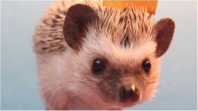 Ніякої політики. Щасливі ручні їжачки підкорили Інтернет