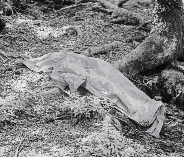 National Geographic показав "Ліс самогубців" у Японії: моторошні фото - фото 147382