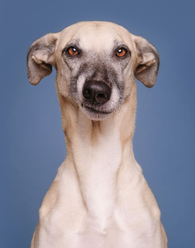 Про що думає ваш собака: кумедні фото - фото 142199