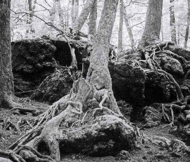 National Geographic показав "Ліс самогубців" у Японії: моторошні фото - фото 147384