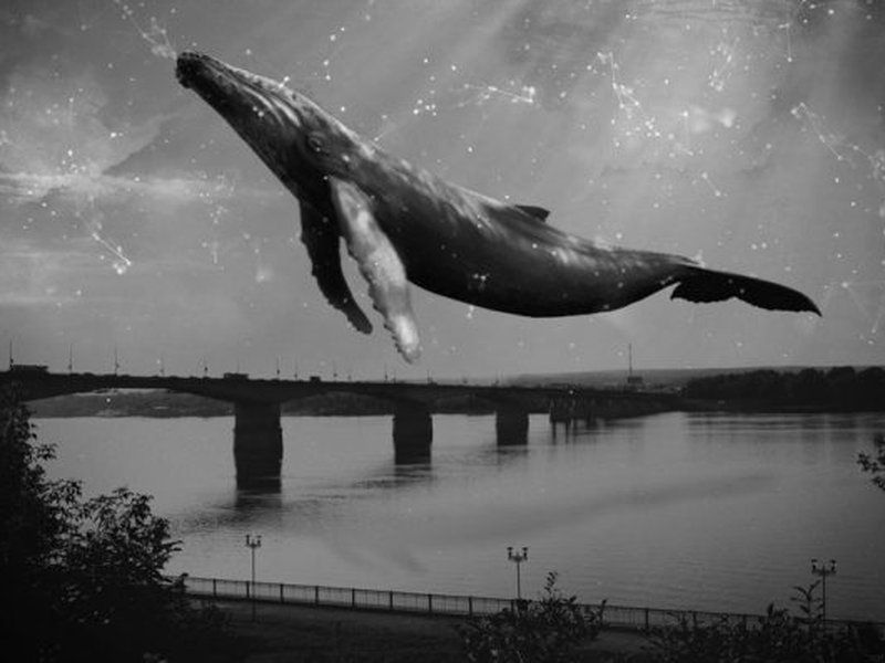 "Синій кит" - фото 1