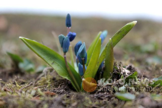 У Полтаві розцвіли проліски: фотофакт - фото 145630