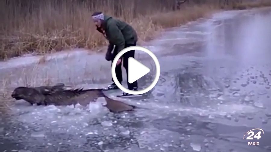 Мережу розчулило відео героїчного порятунку лося