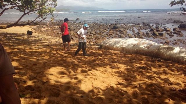 Що це таке? У Філіппінах не берег викинуло невідому істоту - фото 146090