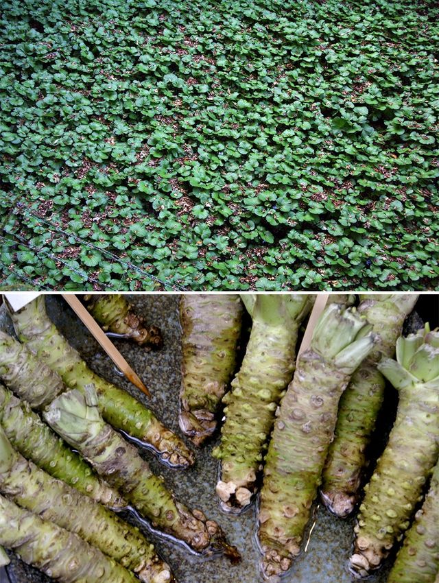 Як насправді ростуть наші улюблені продукти: ці фото вас здивують - фото 146251