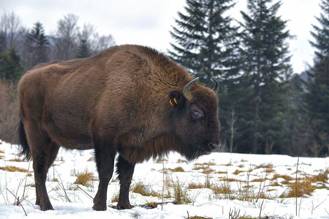 З'явилися вражаючі фото унікальної долини зубрів в Карпатах - фото 145218