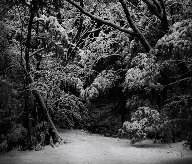 National Geographic показав "Ліс самогубців" у Японії: моторошні фото - фото 147385