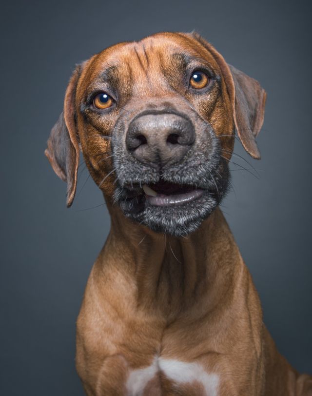 Про що думає ваш собака: кумедні фото - фото 142198