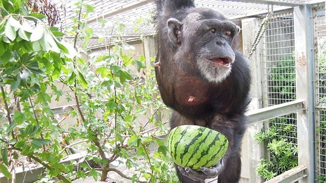 У Японії виявили другу в світі мавпу з синдромом Дауна: фотофакт - фото 145378