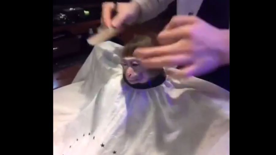 Кумедна мавпочка в перукарні стала зіркою мережі: відеофакт