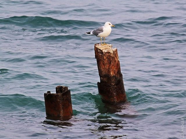 Майже весна: дивовижний фоторепортаж з Одеси - фото 146307
