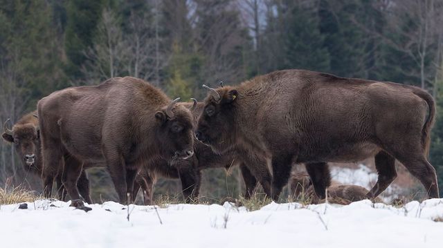 З'явилися вражаючі фото унікальної долини зубрів в Карпатах - фото 145206