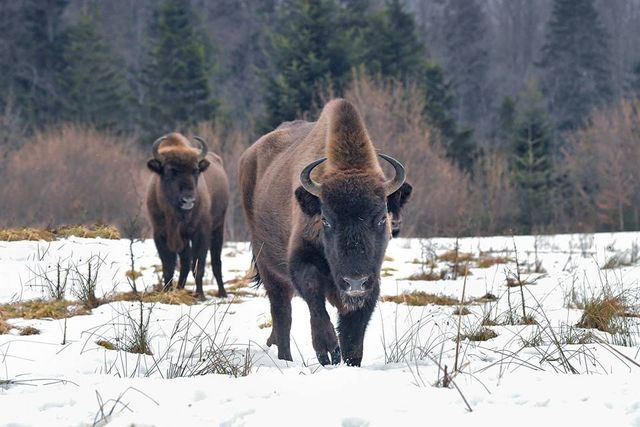З'явилися вражаючі фото унікальної долини зубрів в Карпатах - фото 145204