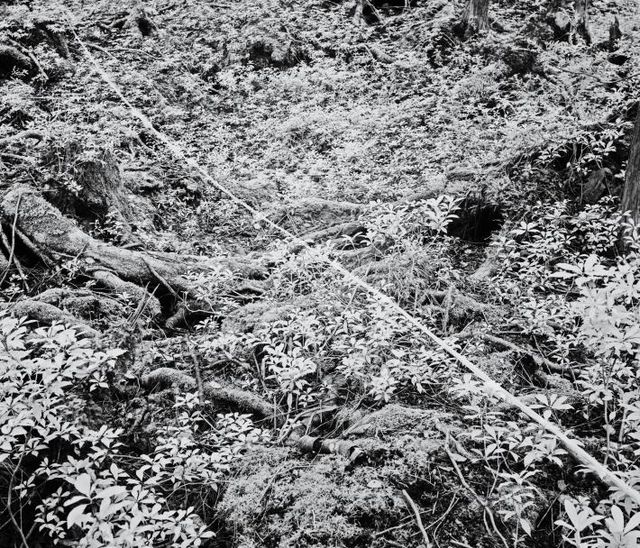 National Geographic показав "Ліс самогубців" у Японії: моторошні фото - фото 147381