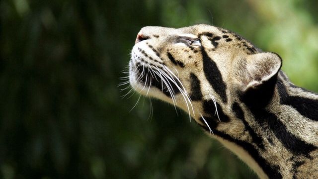 Вчені зробили невтішну заяву про зникнення тварин на Землі - фото 146813