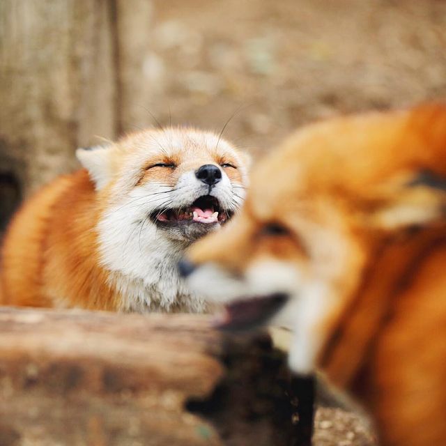 Лисиця - фото 141298