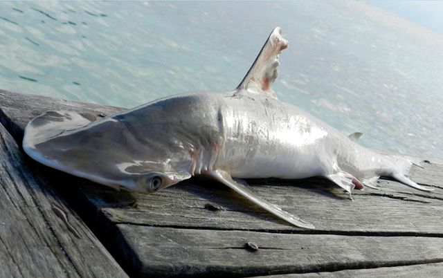 Виявлено новий незвичайний вид акул - фото 139439