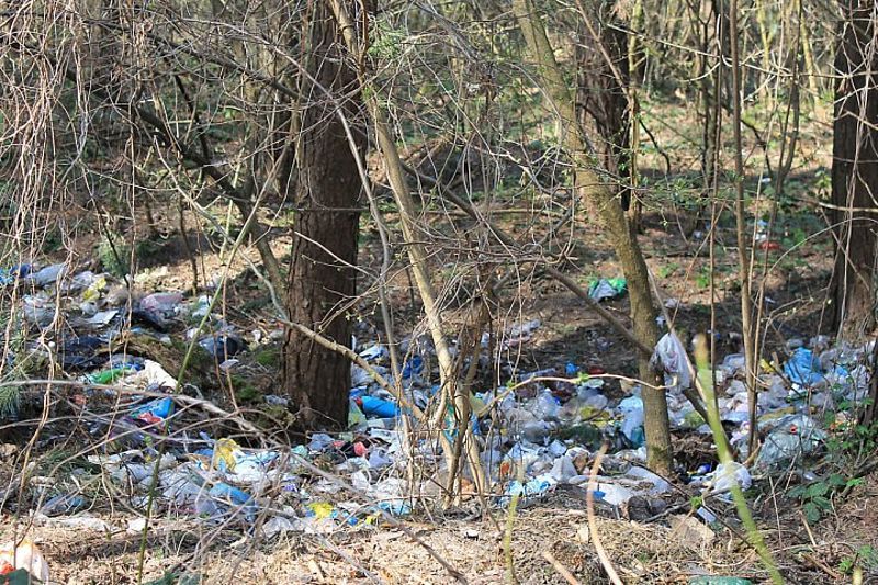 В Україні збільшили штрафи за забруднення лісів