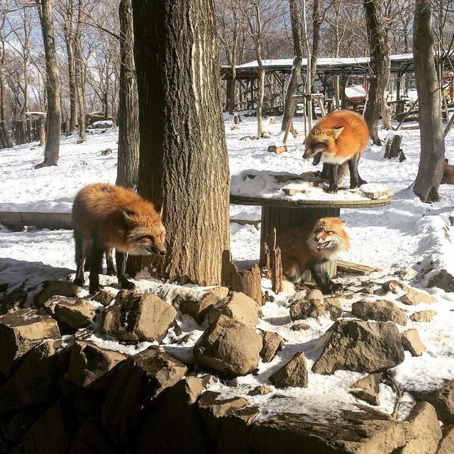 Лисиця - фото 141301