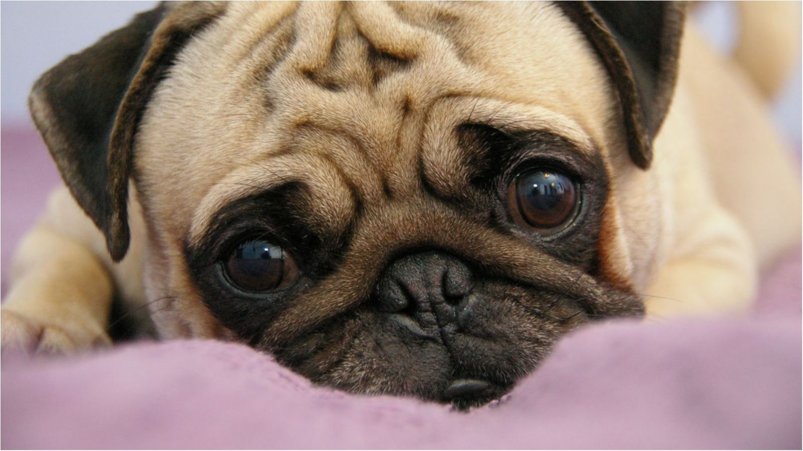 Учені зробили несподіване відкриття про собак