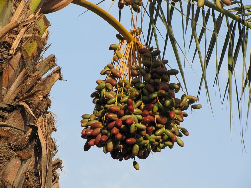 Як насправді ростуть наші улюблені продукти: ці фото вас здивують