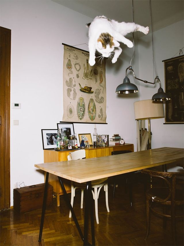 Коти, які вміють літати: незвичайні фото - фото 147314