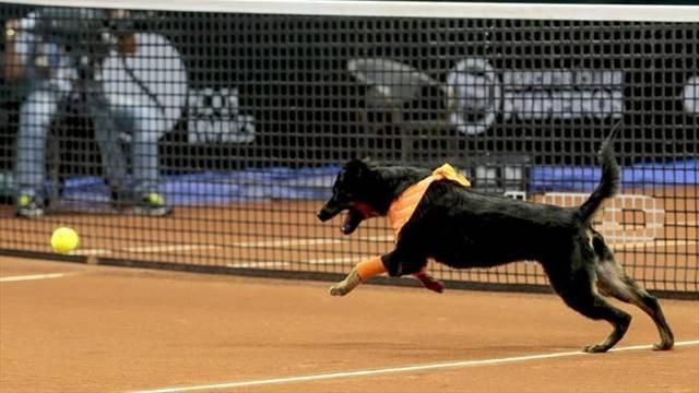 Собака - фото 1