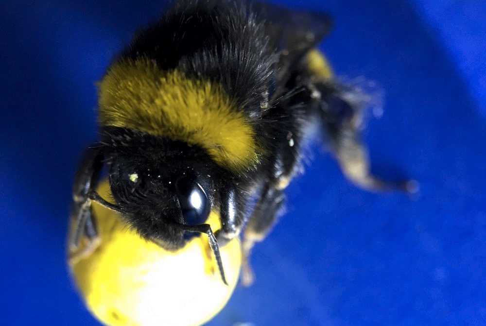 Джмелі навчилися грати в футбол