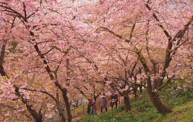 Сакура - фото 143815