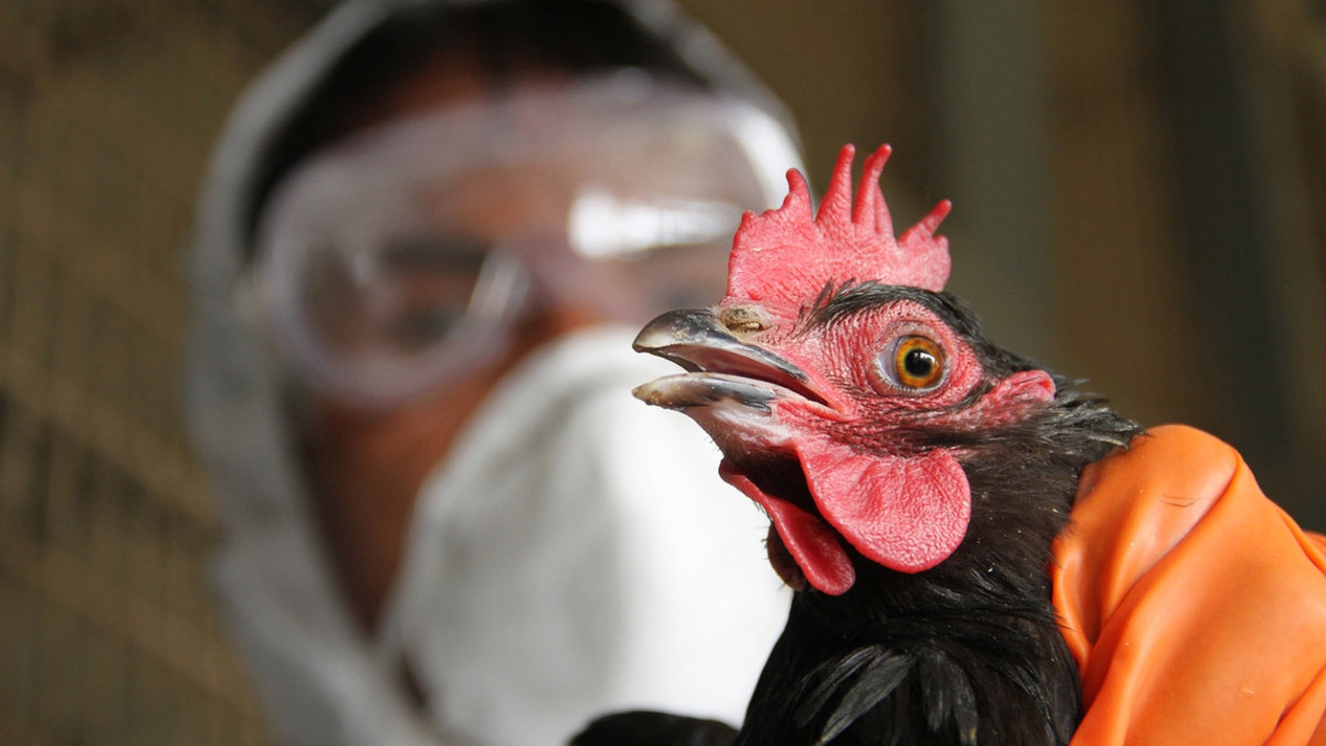 У Польщі зафіксували чергові випадки пташиного грипу - фото 1
