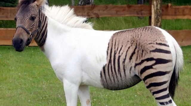 Так виглядає плід любові коні і зебри - фото 149526