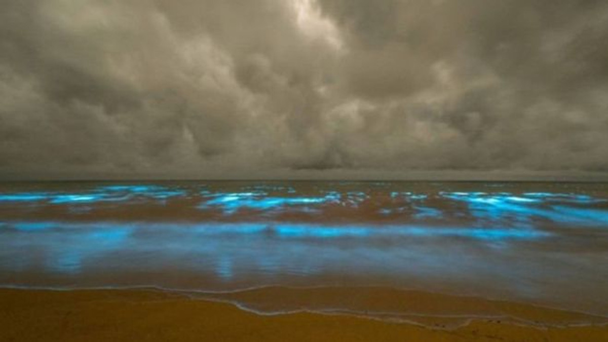 Морські водорості підсвітили пляж Тасманії - фото 1