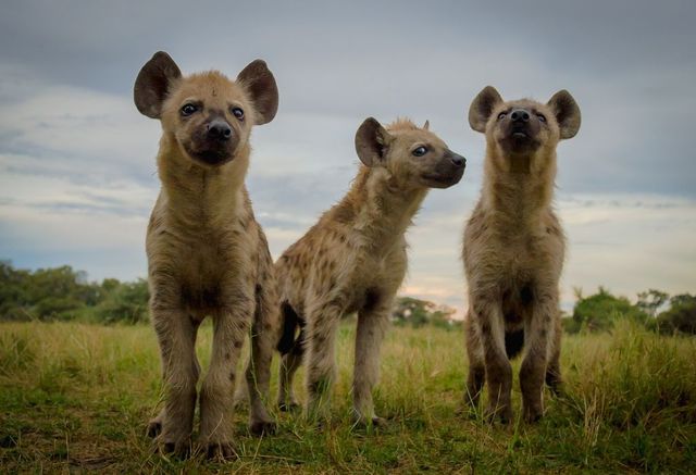 Найкращі весняні фото National Geographic, від яких перехоплює дух - фото 152719