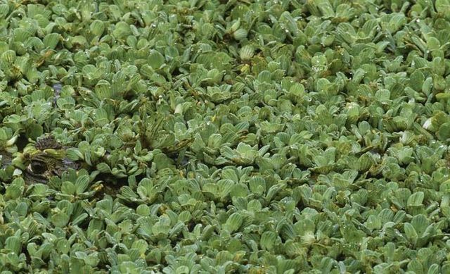 Знайди тваринку: неймовірні фото природи підкорили мережу - фото 147716